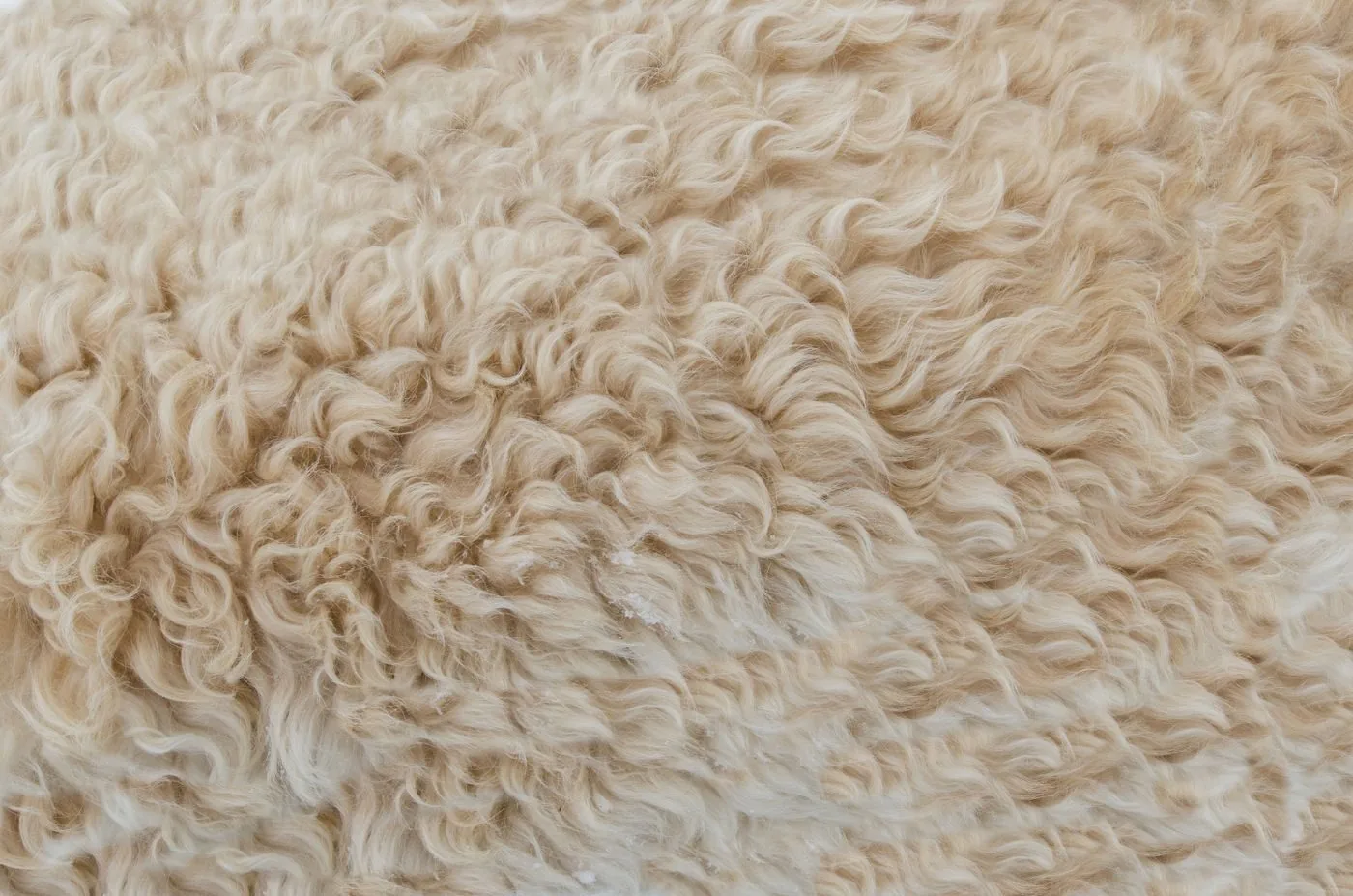 Crin végétal utilisé pour la garniture traditionnelle d'un siège dans l'atelier de tapisserie